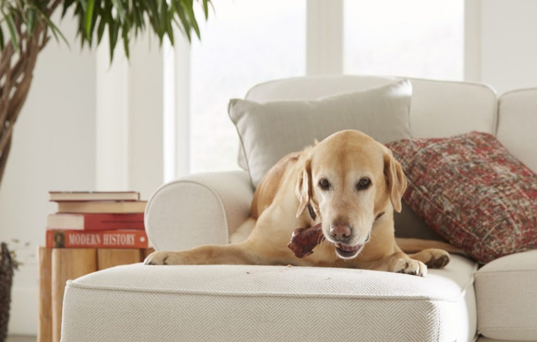 Maintaining pet-friendly furniture starts with regular care.