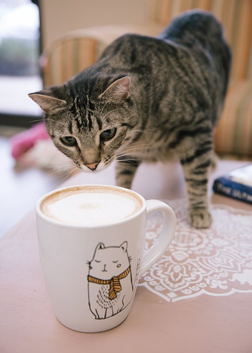 The Brewologist Pour Over Coffee Cone is the cat's meow