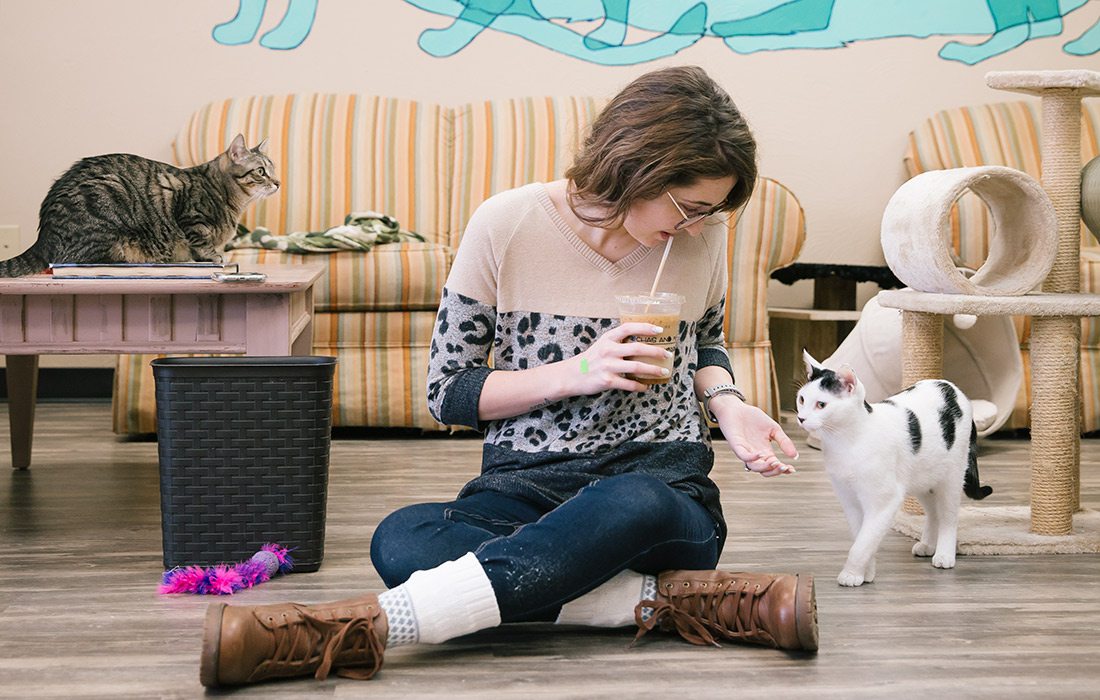 Woman playing with adoptable cats at Mochas & Meows in Branson MO
