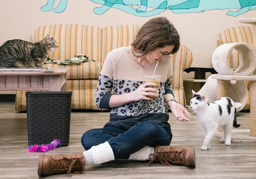 Woman playing with adoptable cats at Mochas & Meows in Branson MO