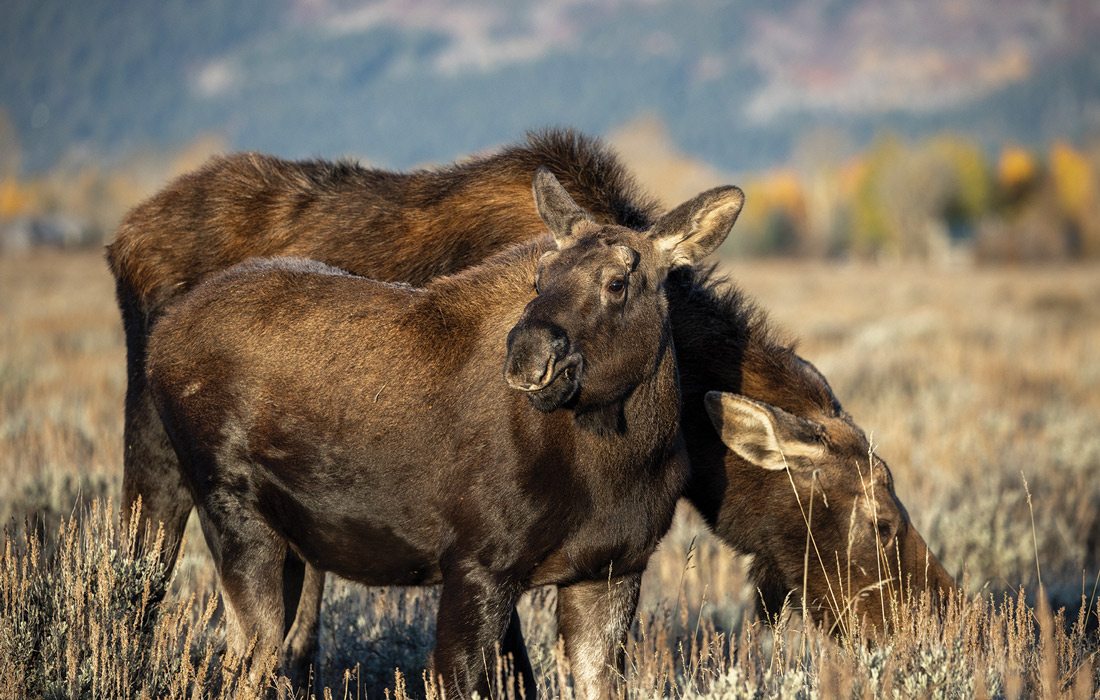 Cow moose and calf in Grand Teton, Wyoming.