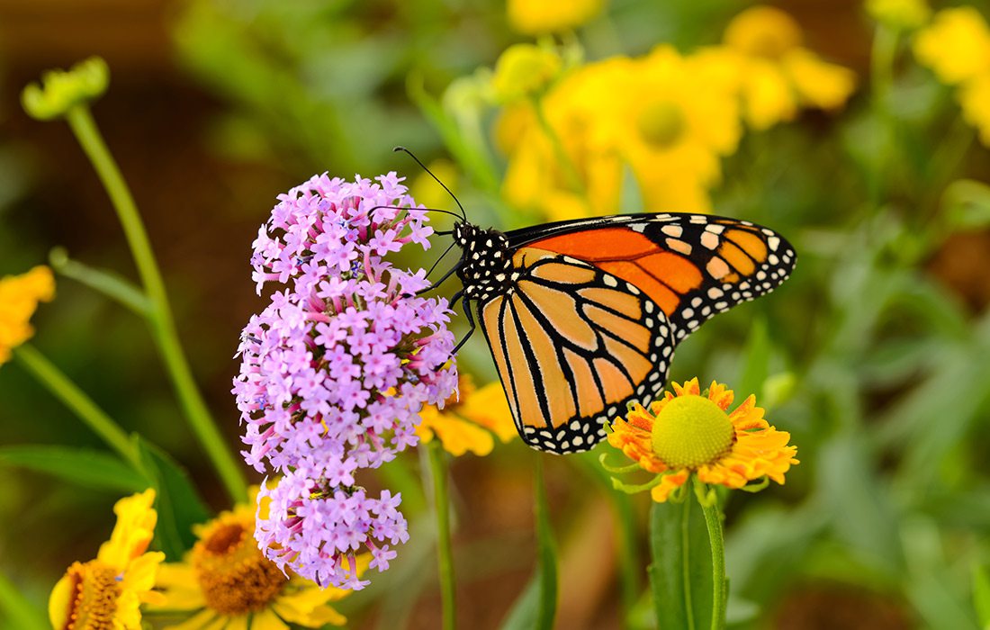 Monarch butterfly