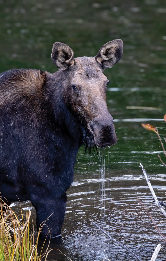 Moose photographed in a lake in Wyoming.