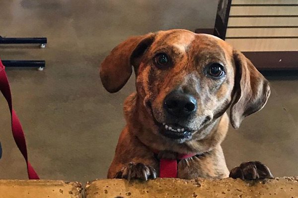 Excited dog at pet store counter