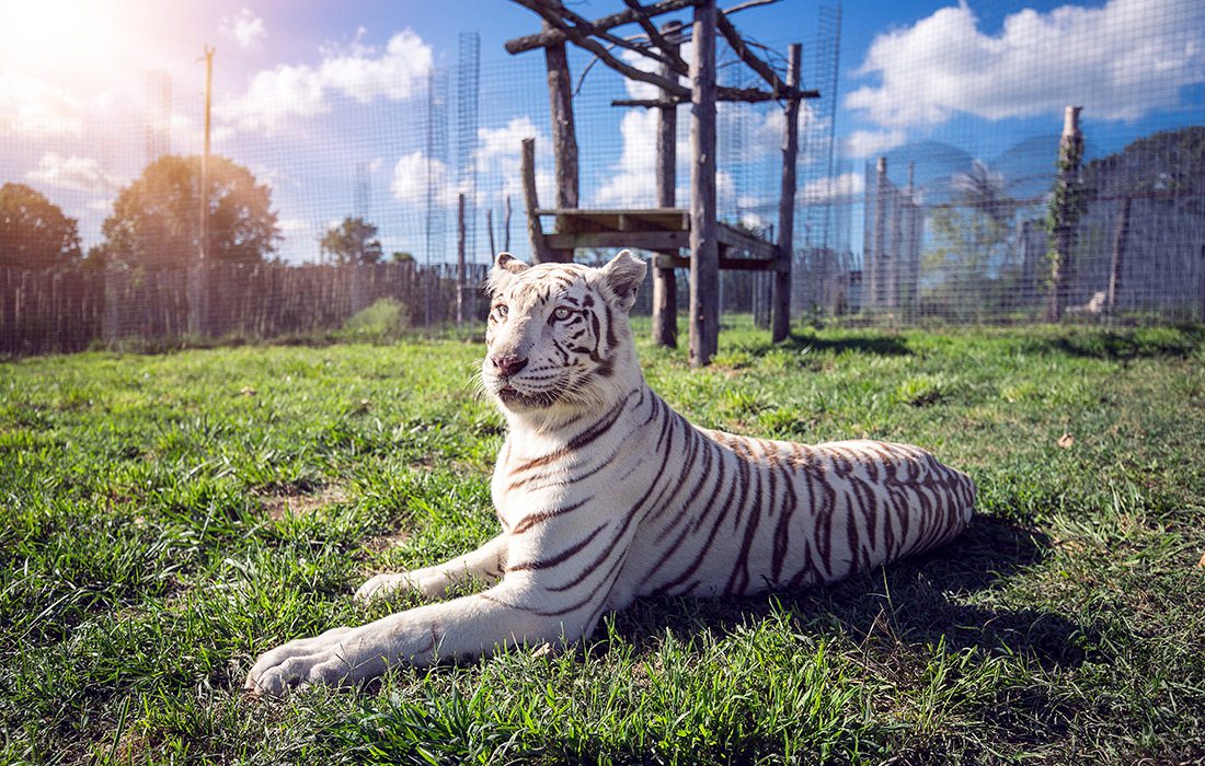 National Tiger Sanctuary in Missouri