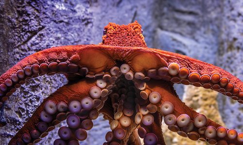 Octavia the Octopus at Wonders of Widlife in Springfield, Missouri