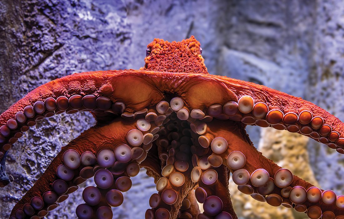 Octavia the Octopus at Wonders of Widlife in Springfield, Missouri