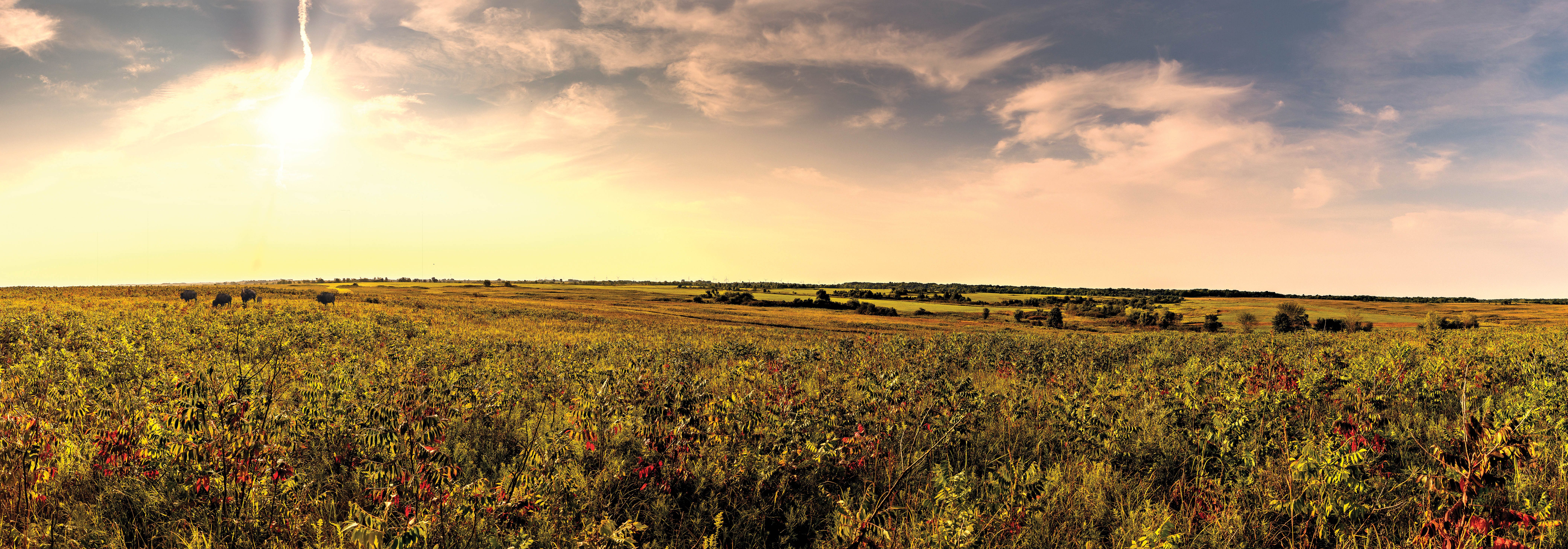 Prairie in the Ozarks