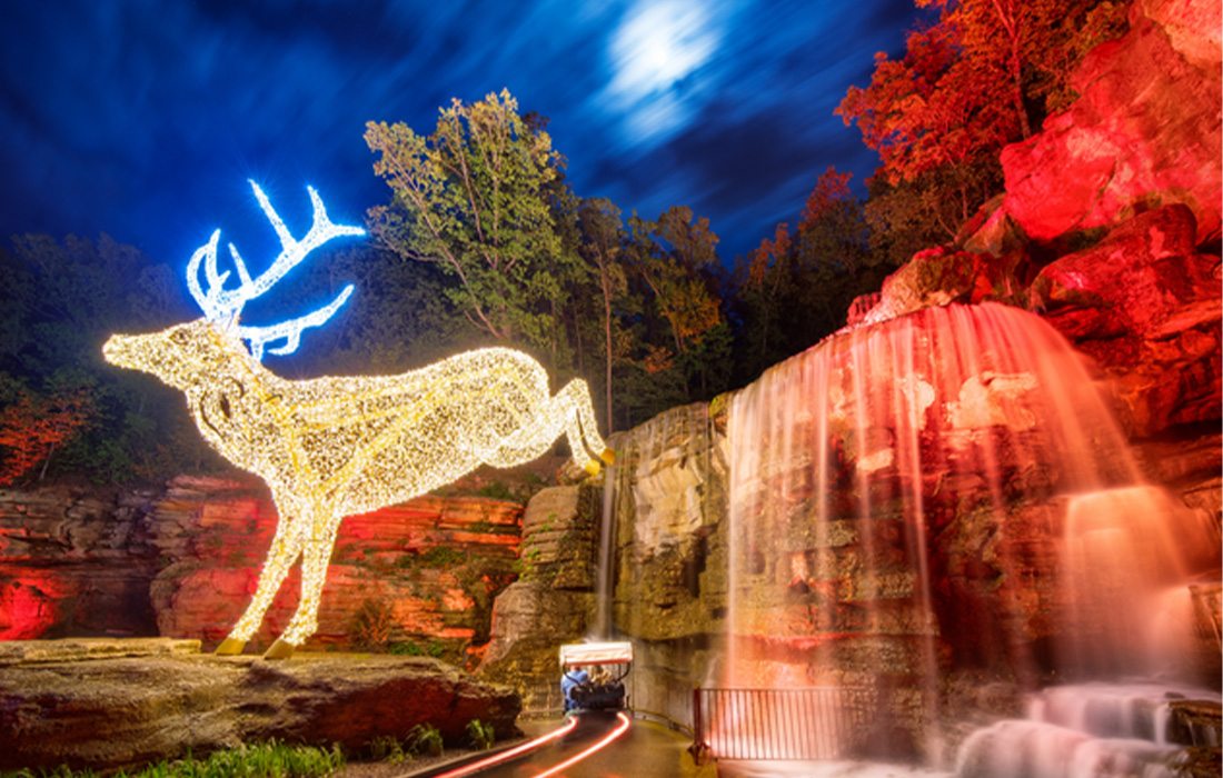 Guests can see beautiful scenery at Nature at Night.