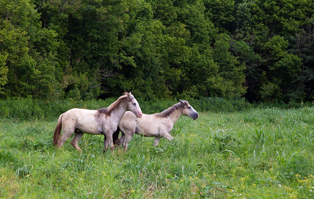 Wild horses in southwest Missouri.