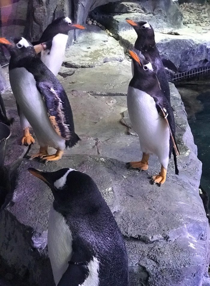 Penguins waiting to be fed