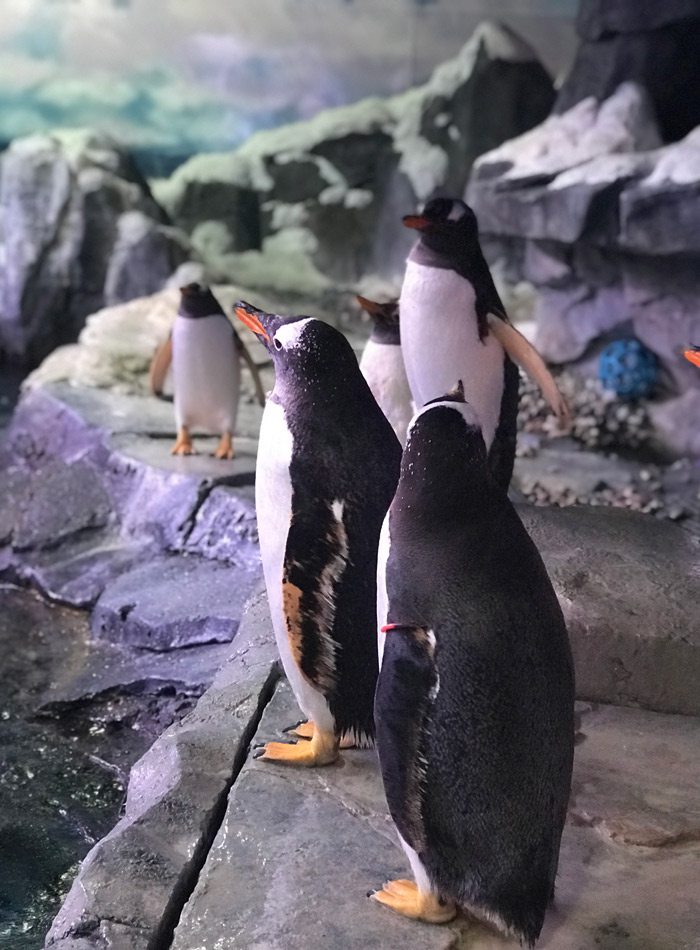 Penguins at the edge of the water