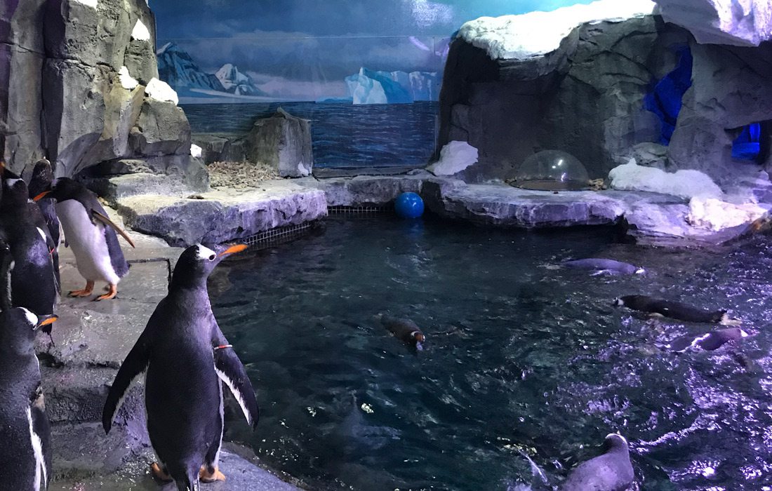 Interior penguin habitat at Wonders of Wildlife