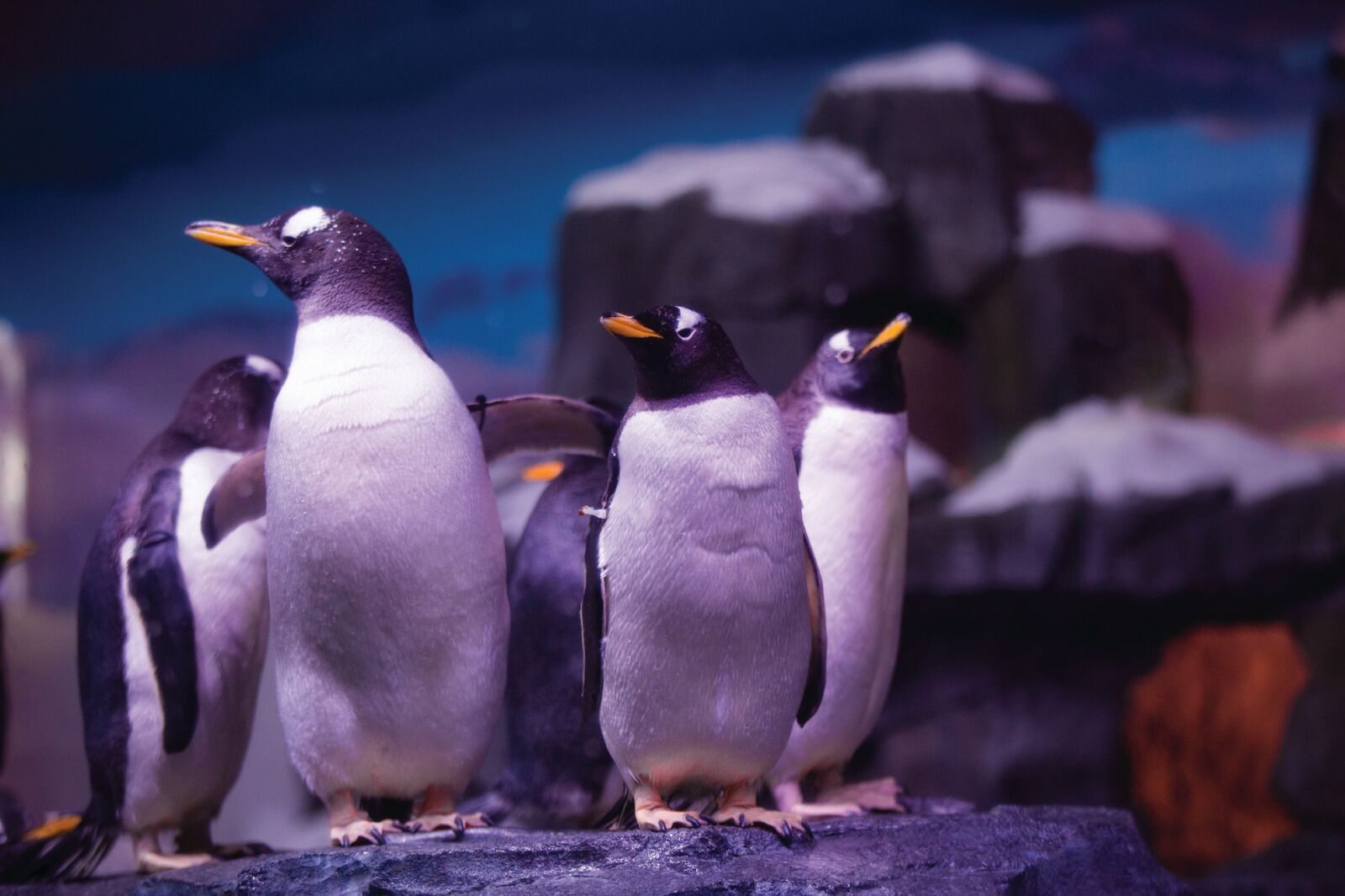 Learn about Penguins at Wonders of Wildlife