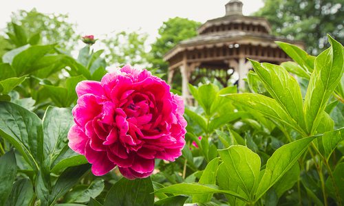 Springfield Botanical Gardens’ Most Scented Gardens