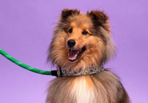 Pet Supplies Puppy