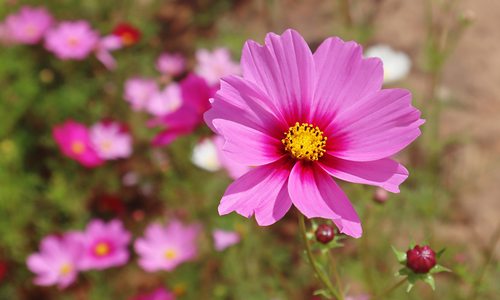 Pink cosmo flowers