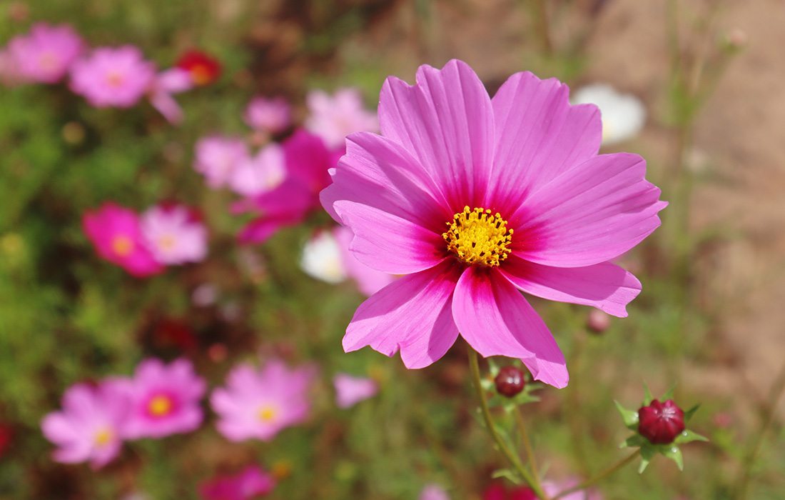 Pink cosmo flowers