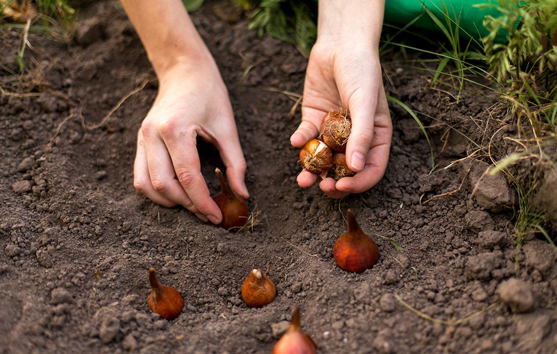 planting bulbs for spring