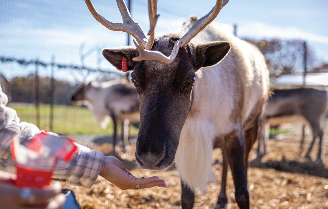 Reindeer at Prescott Family Farm