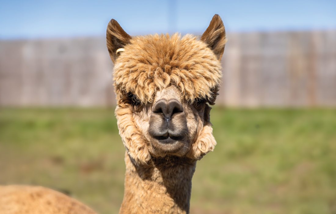 Llama at Prescott Family Farm