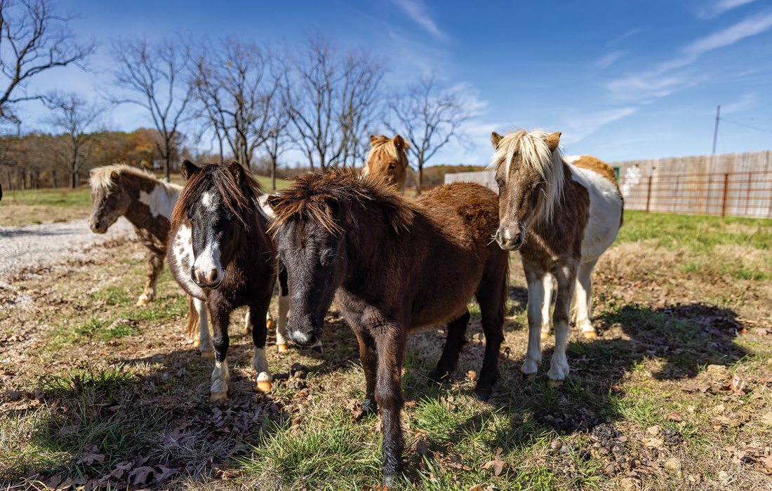 Horses at Prescott Family Farm