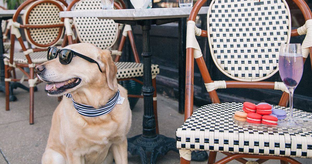 Take your dog to Queen City Wine Dive for Yappy Hour
