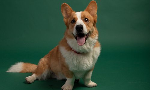 Riley, the winner of 417 Magazine's Cutest Pet Contest