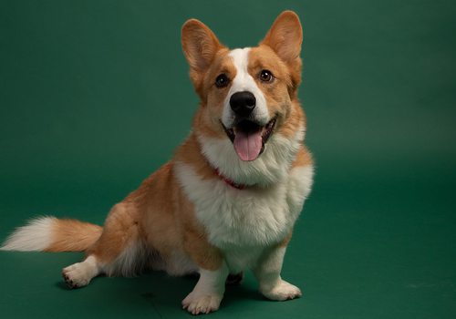 Riley, the winner of 417 Magazine's Cutest Pet Contest