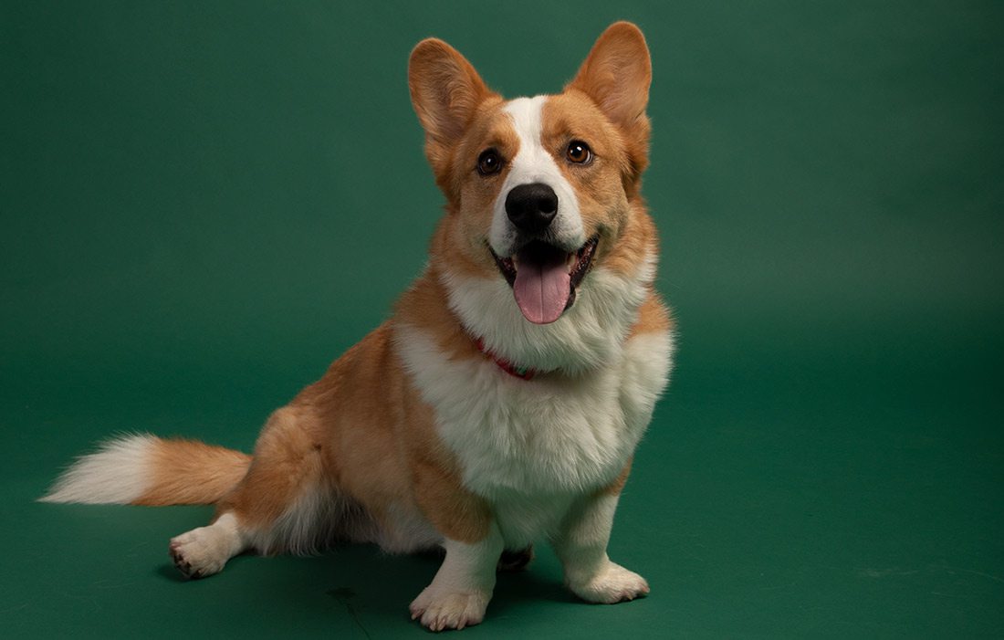 Riley the Cardigan Welsh Corgi