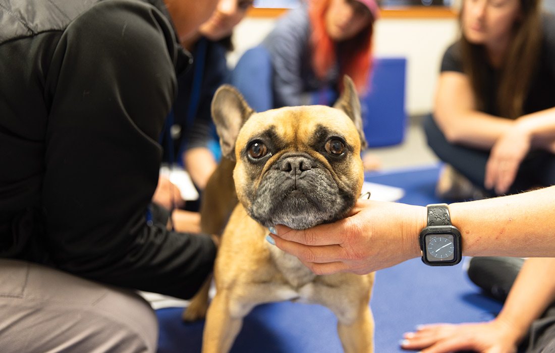 Nutmeg, dog professor.