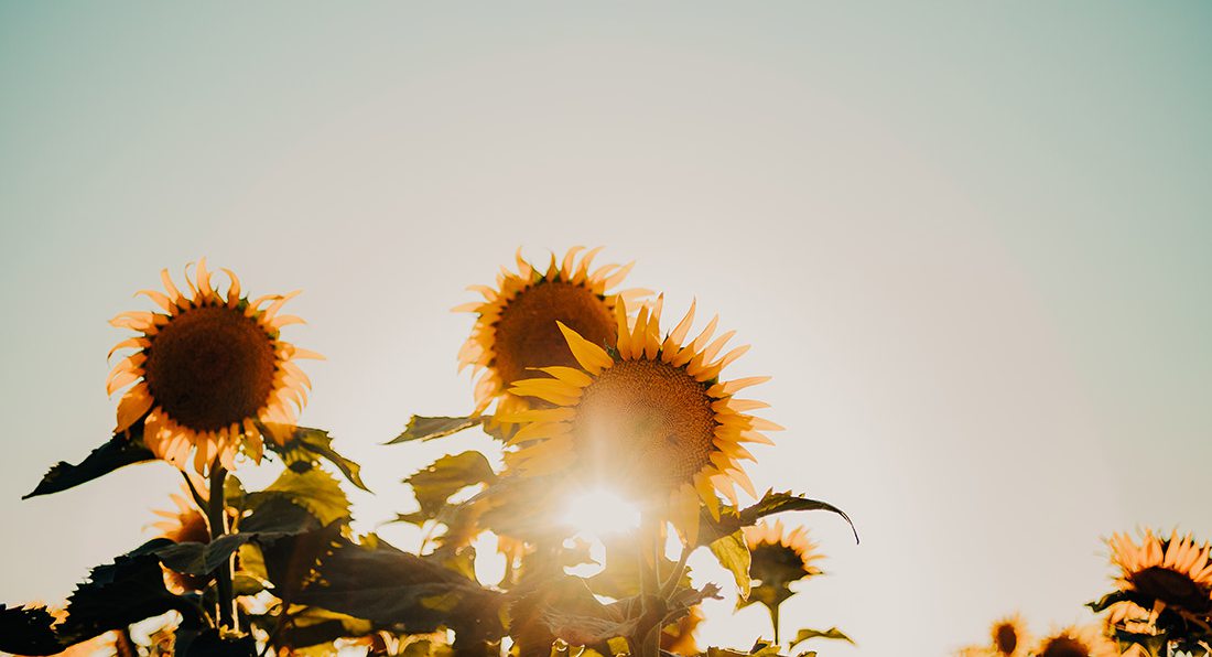 The Best Things To Do This Weekend In Springfield MO