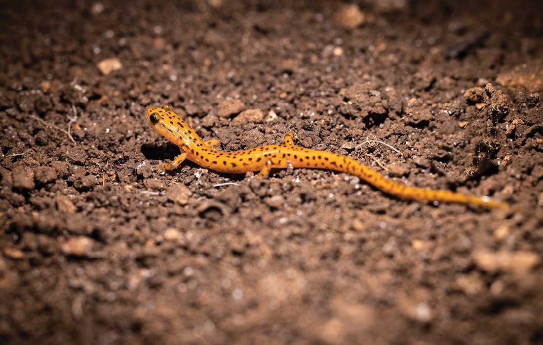 Lizard in Smallin Cave, Ozark MO