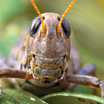 Slider Thumbnail: Grasshopper