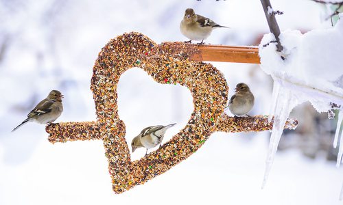 small birds eating bird seed in the winter from a heart shaped bird feeder