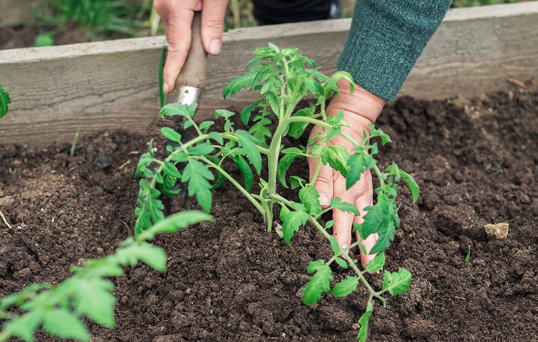 Spring gardening season in Springfield MO