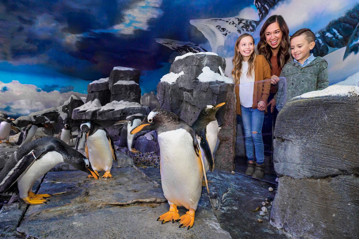 Penguin encounter at Wonders of Wildlife