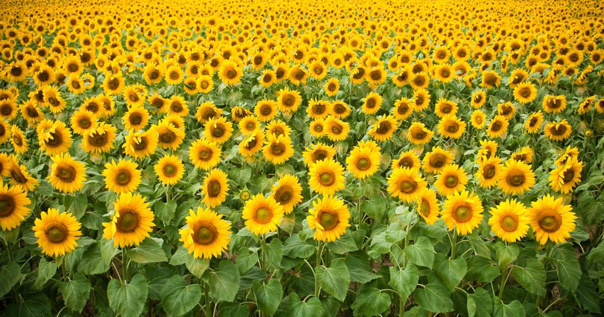 Sunflowers near Springfield, MO