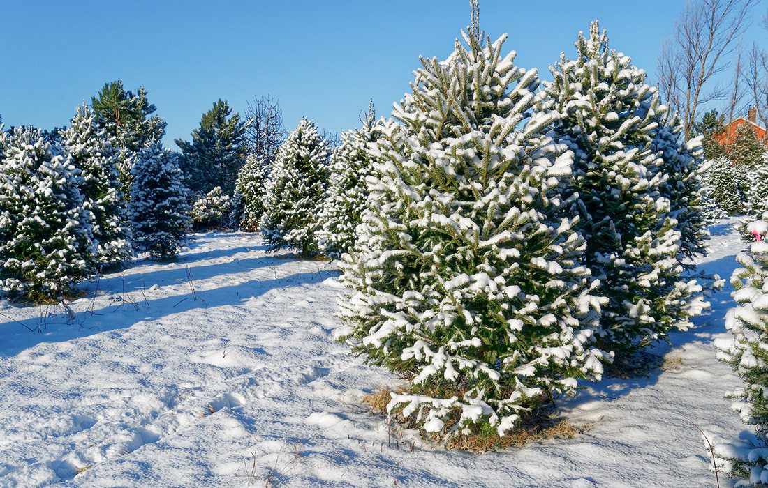 Christmas tree farm stock image