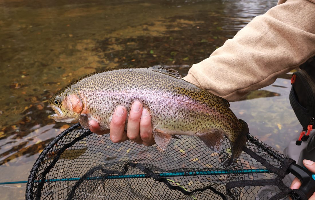 Trout