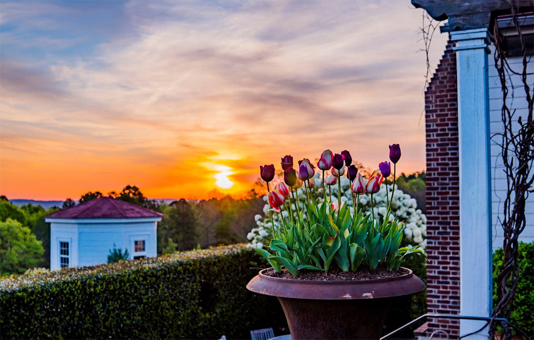 Tulips at sunset at Moss Mountain Farm in Arkansas