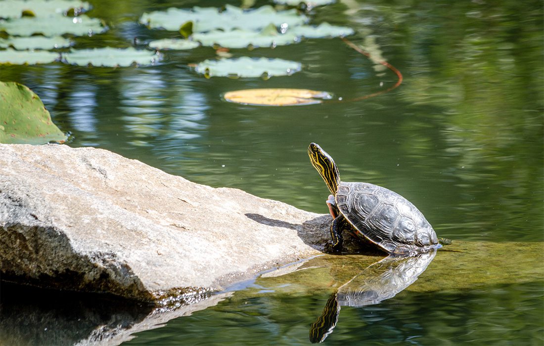 Turtle Relaxing on a Rock