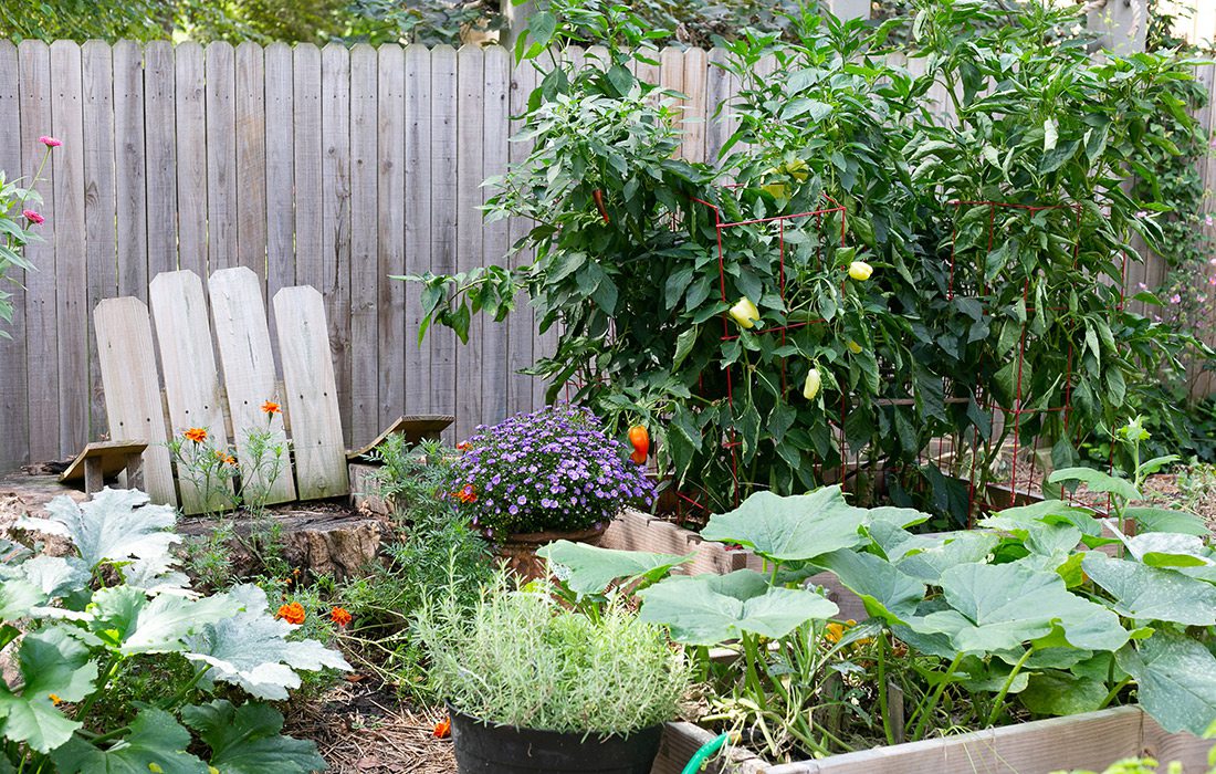 Backyard vegetable garden Rountree Springfield MO