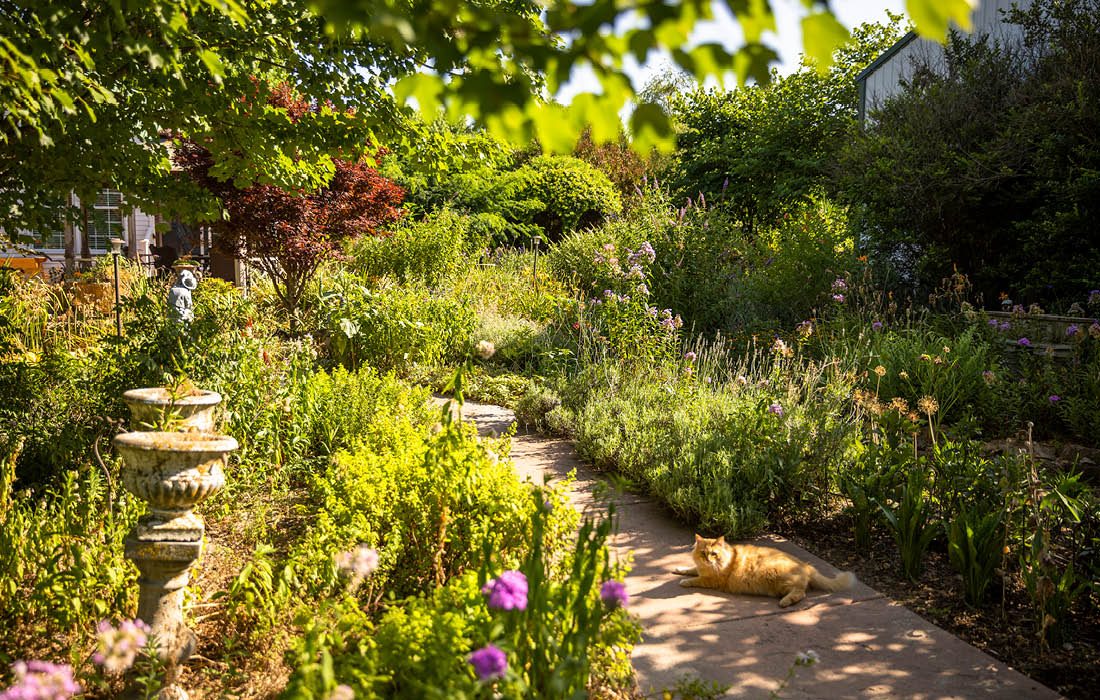 Cat lying in Victorian-themed southwest Missouri garden