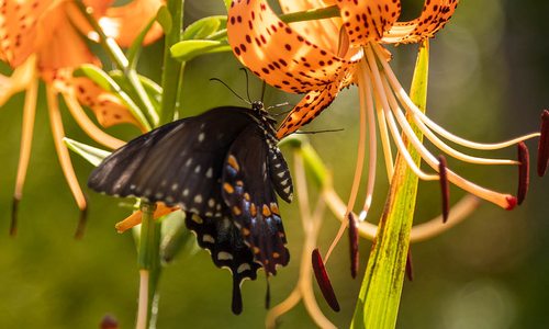 Butterfly in Victorian-themed southwest Missouri garden.