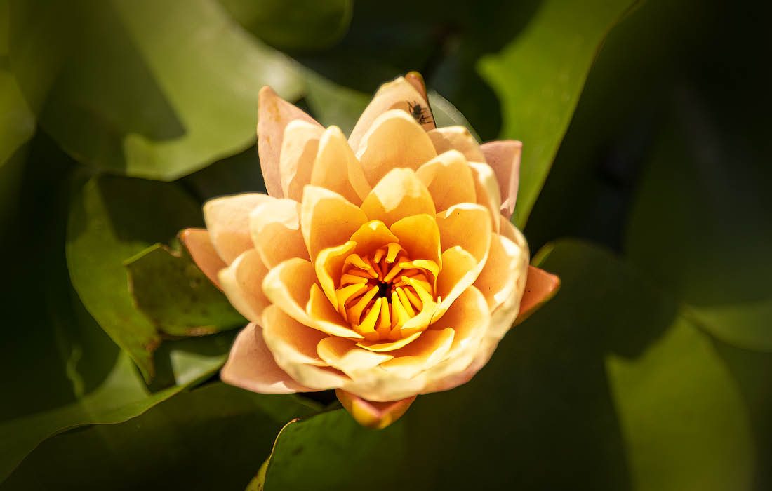 Flower in Victorian-themed southwest Missouri garden