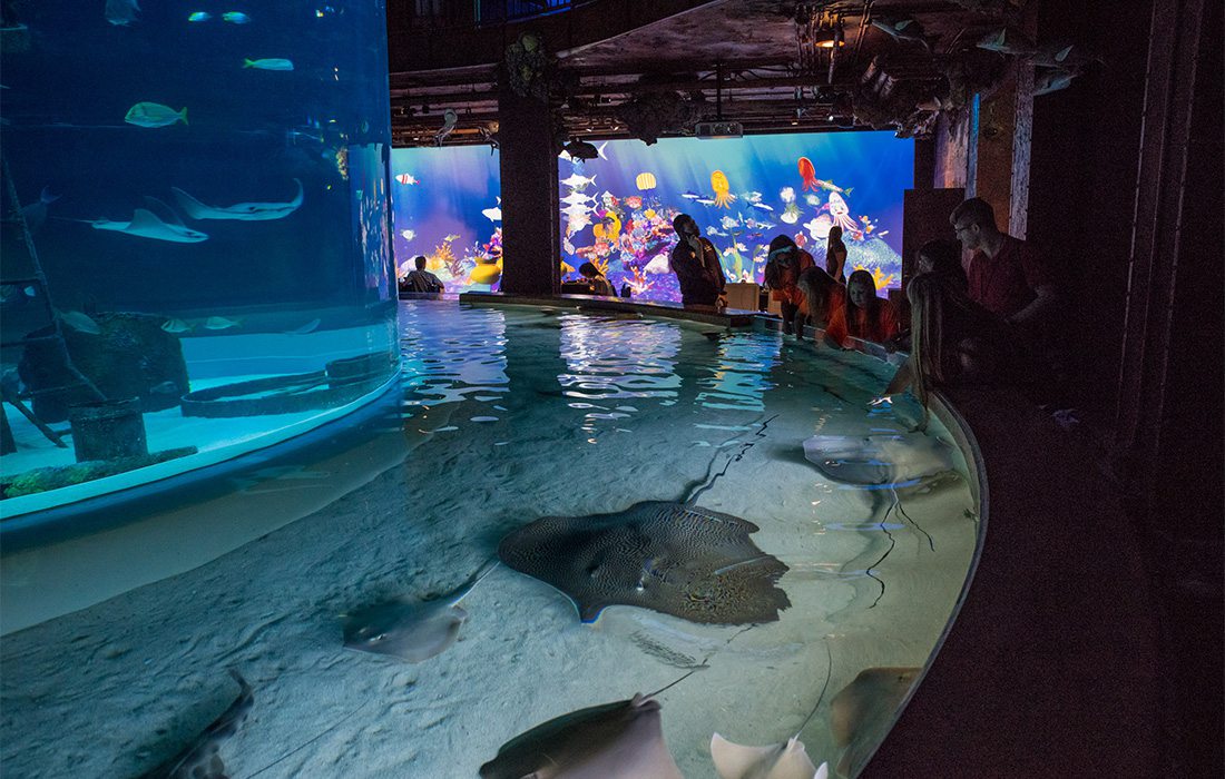 Wonders of Wildlife Aquarium in Springfield, MO