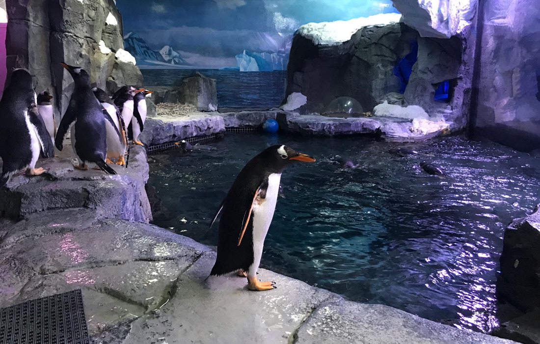 Gentoo penguins at Wonders of Wildlife