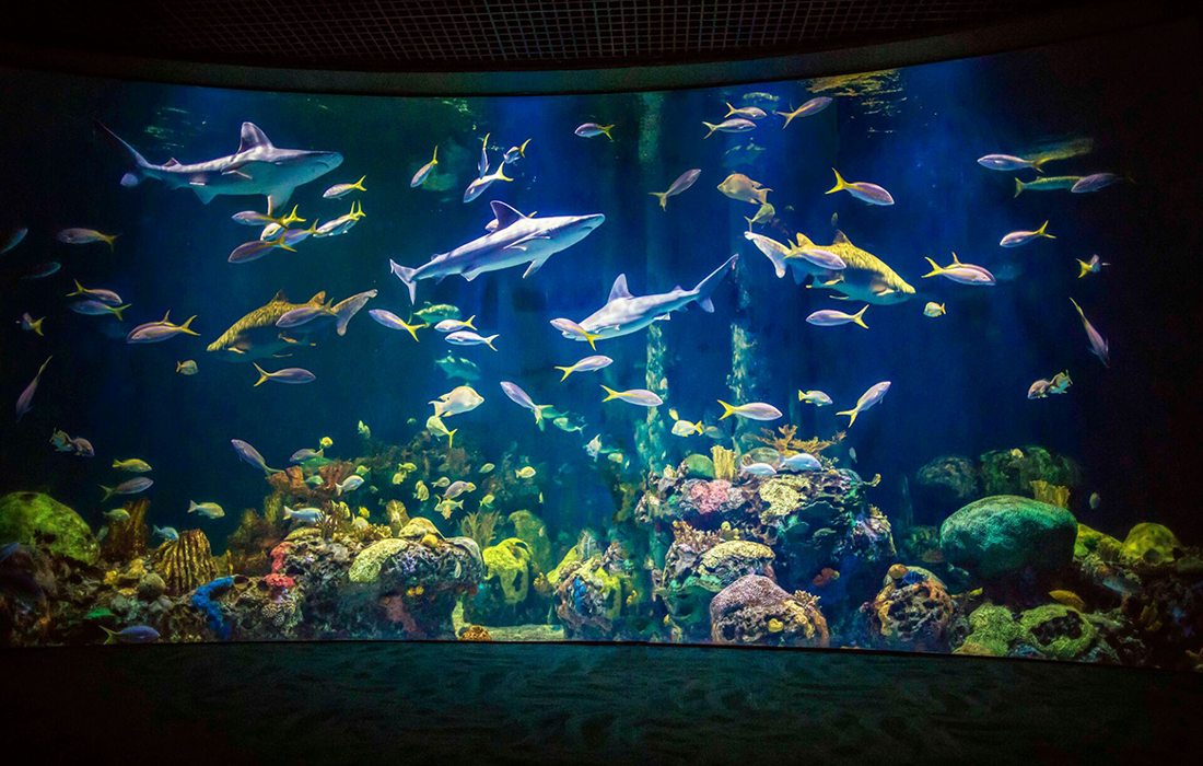 Aquarium at Wonders of Wildlife