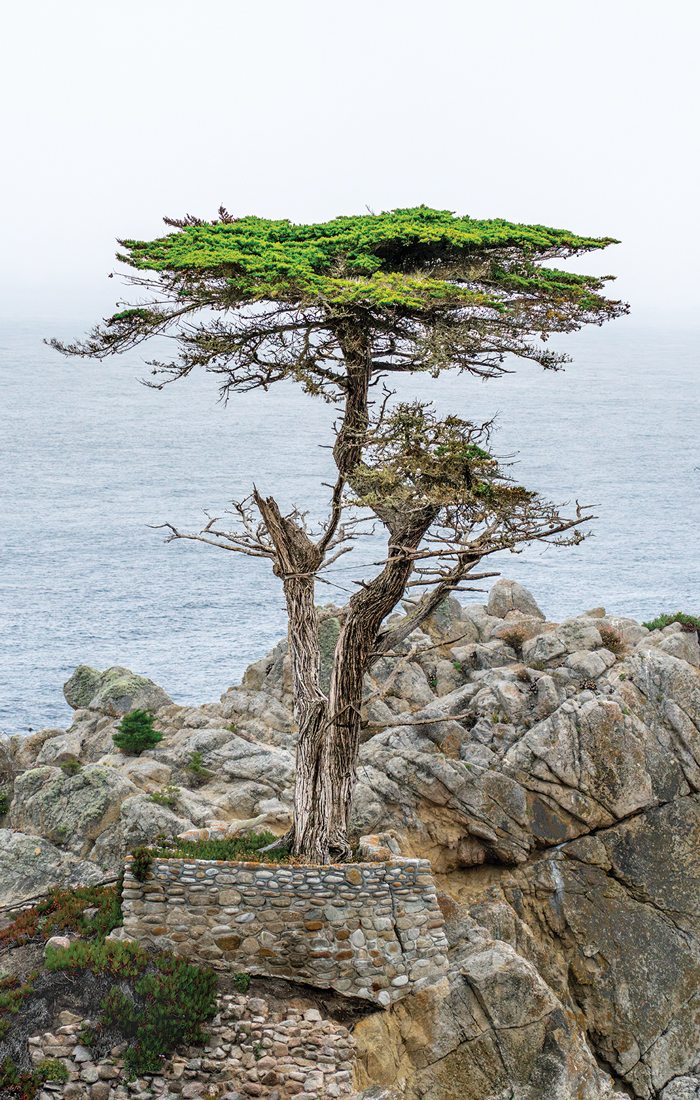 Lone Cypress tree on 17-Mile Drive